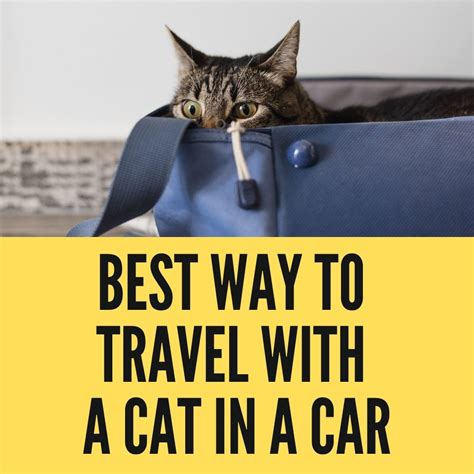 traveling long distance with cats.